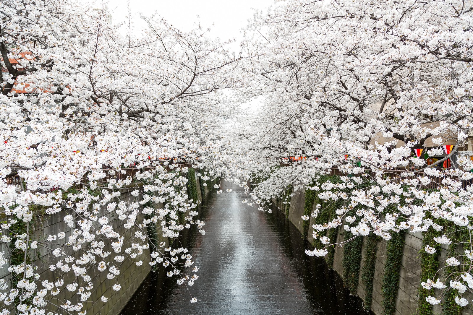 目黒川の桜