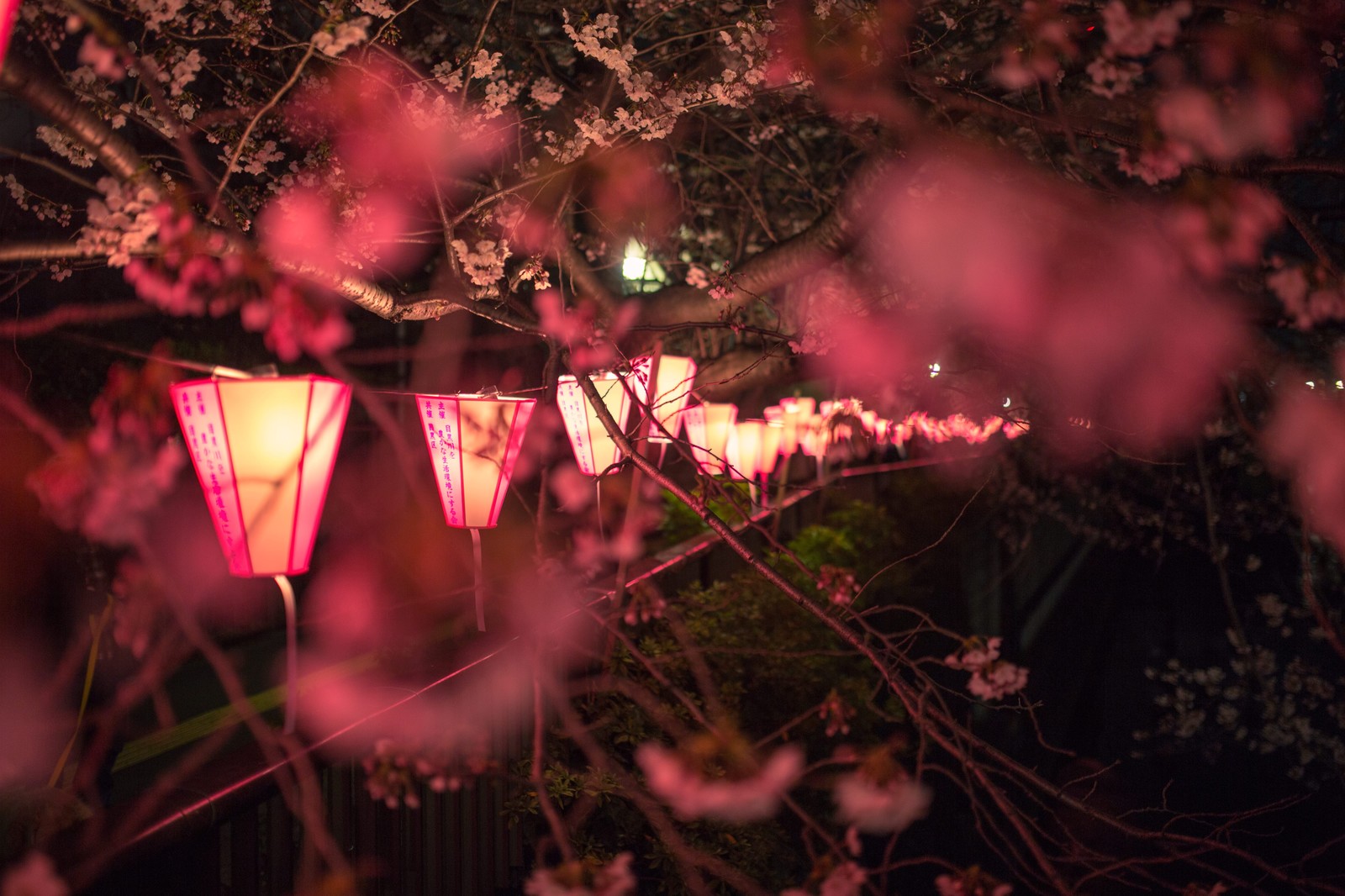 目黒川の夜桜