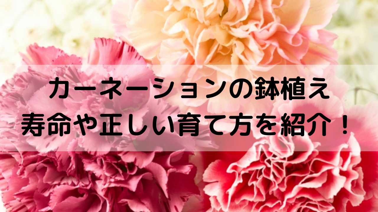 カーネーションの鉢植えの寿命はどのくらい 育て方のポイントを紹介 Yakudatiサイクル