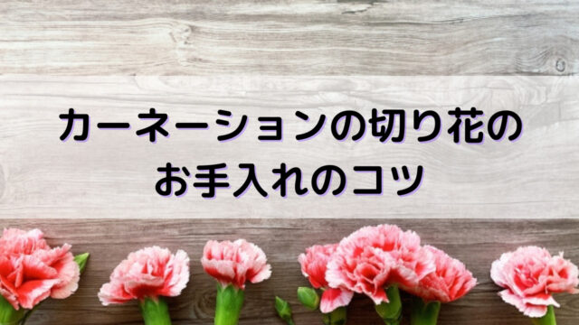 カーネーションは枯れても復活できる 正しい手入れの方法を紹介 Yakudatiサイクル