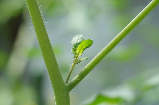 カーネーションの挿し木のやり方は 鉢植えと地植えを失敗しないコツ Yakudatiサイクル