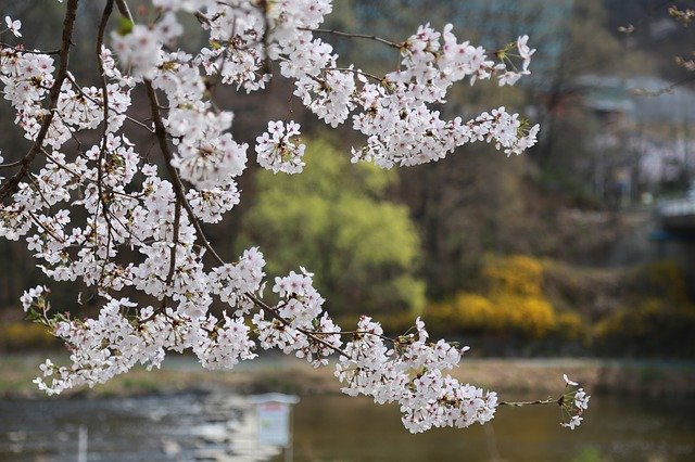 桜