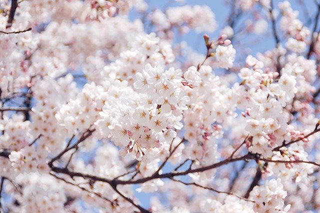 桜