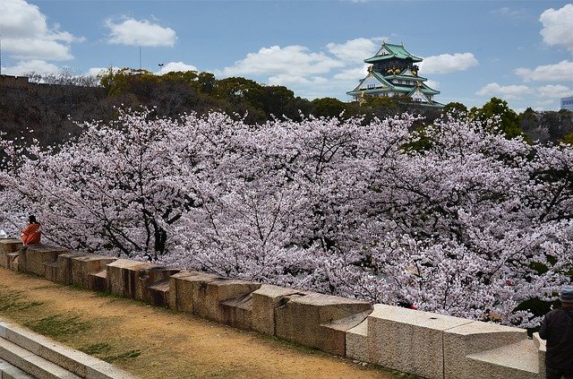 大阪城公園の桜