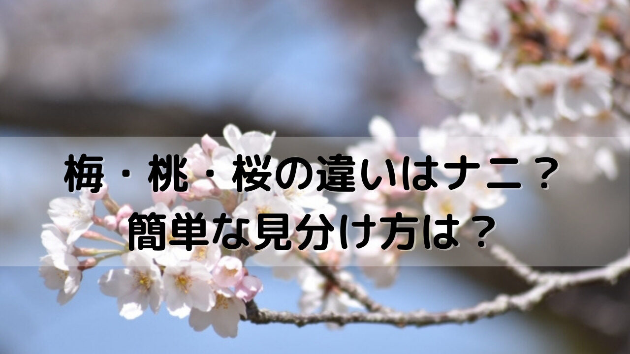 梅・桃・桜の見分け方