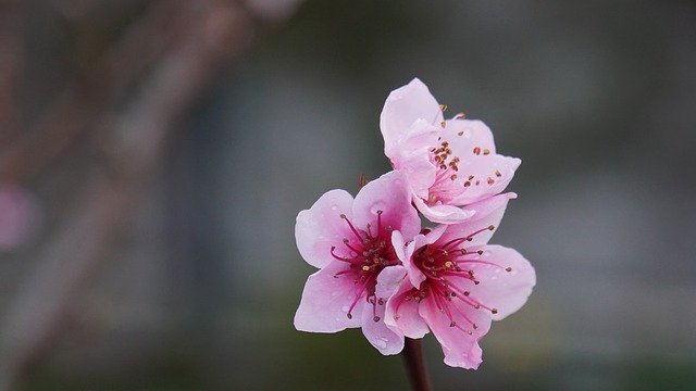 桃の花びら